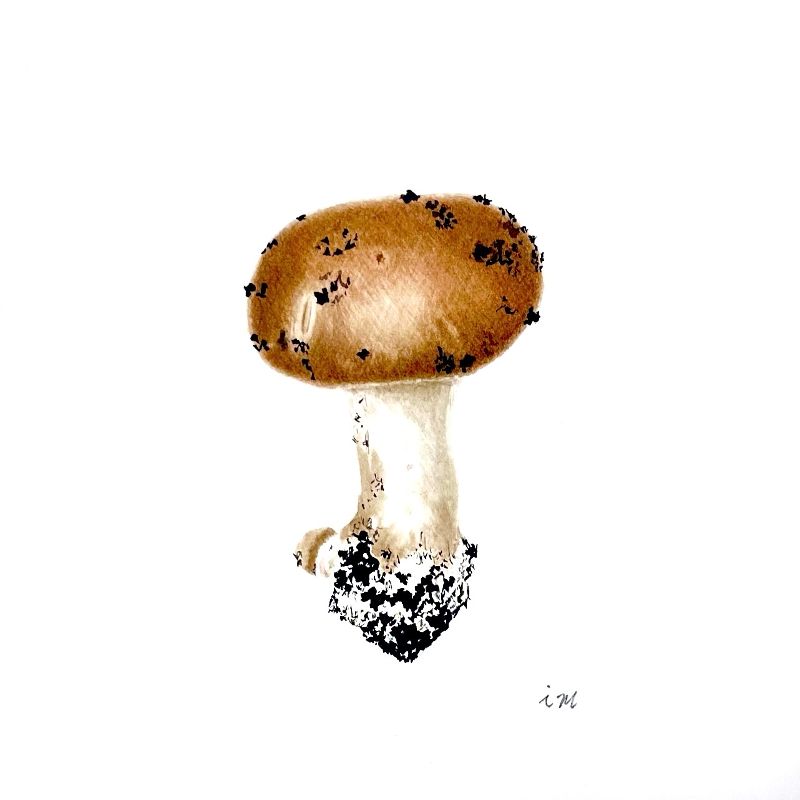 Champignon brun, aquarelle
