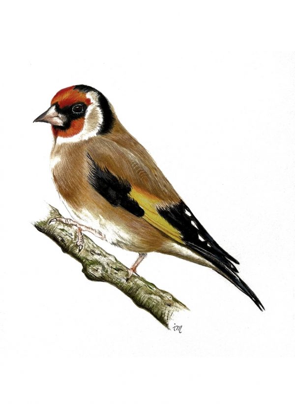 Chardonneret, crayons