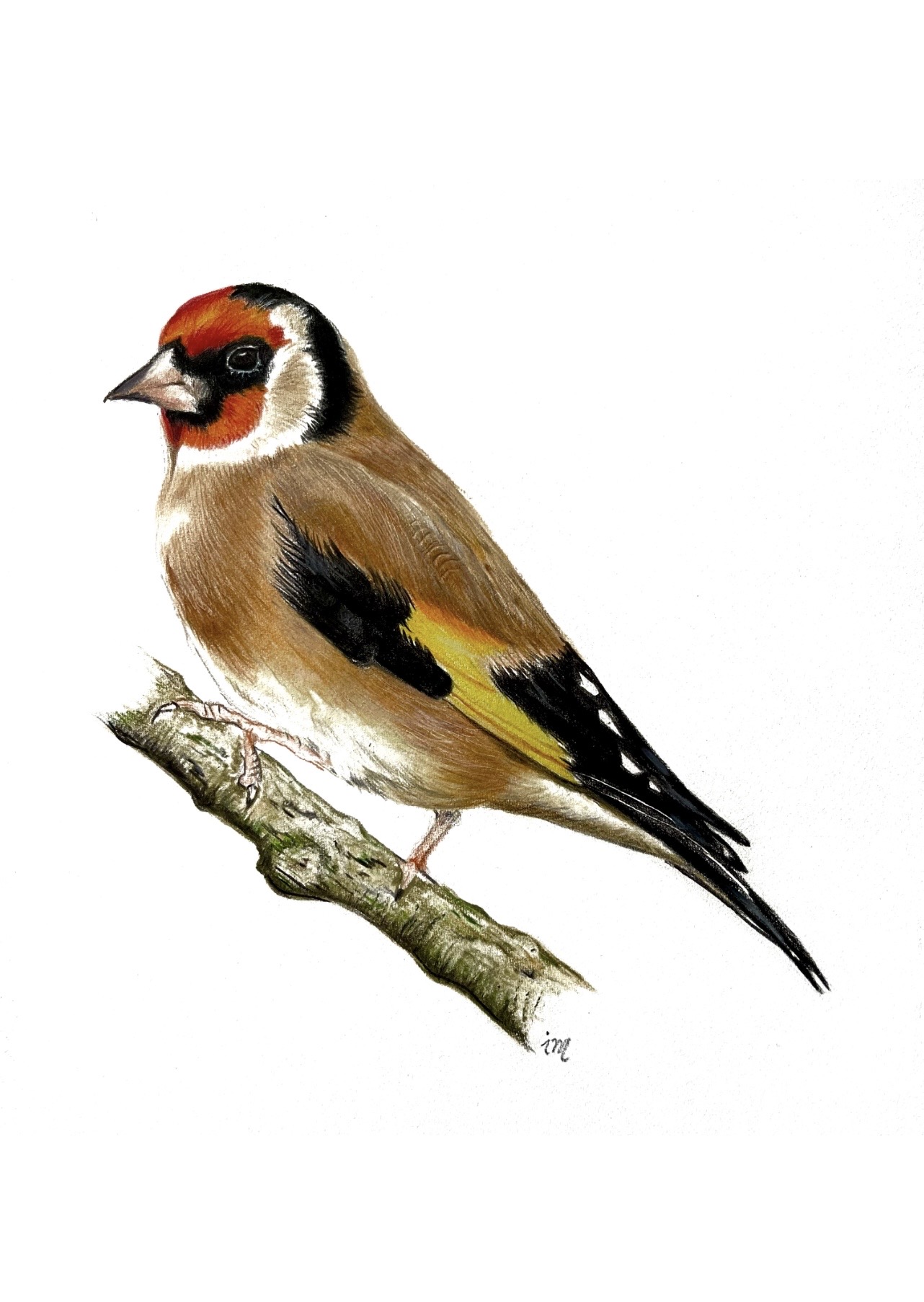 Chardonneret, crayons