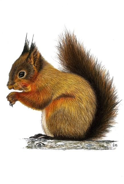 Ecureuil, crayons