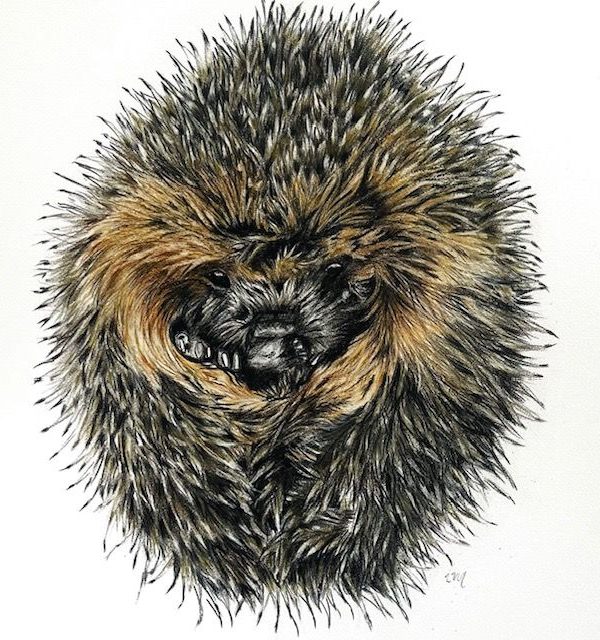 Hérisson, crayons