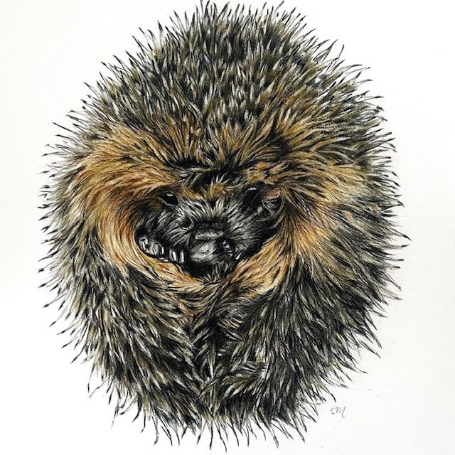 Hérisson, crayons