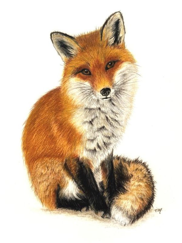 Renard, crayons