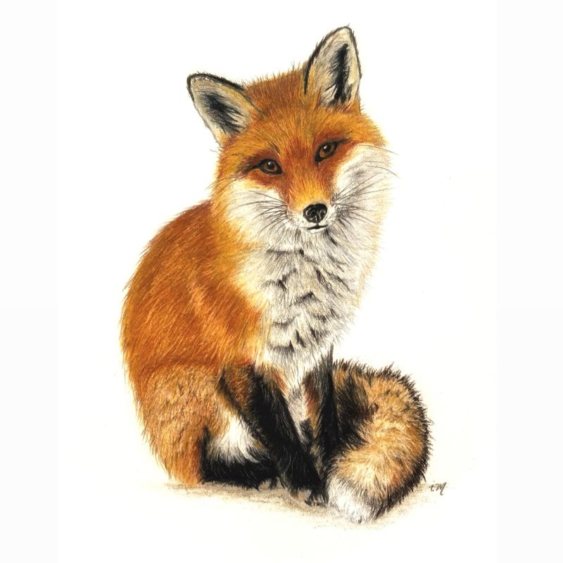 Renard, crayons