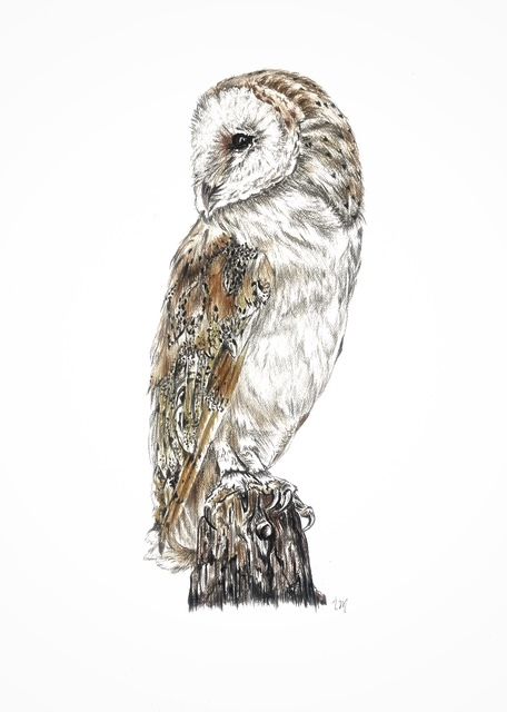 Chouette Effraie, crayons