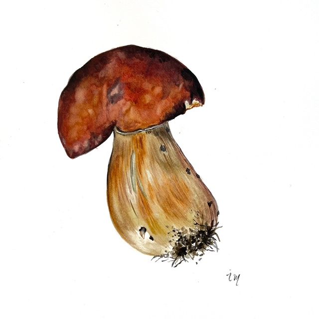 Cèpe, aquarelle