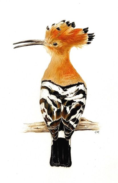 Huppe Fasciée, crayons