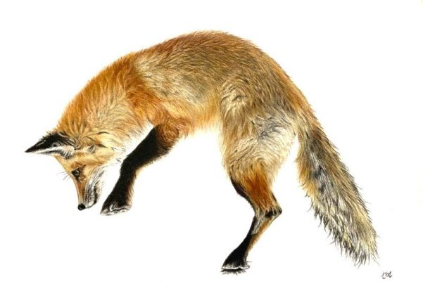 Le Renard qui mulote, crayons