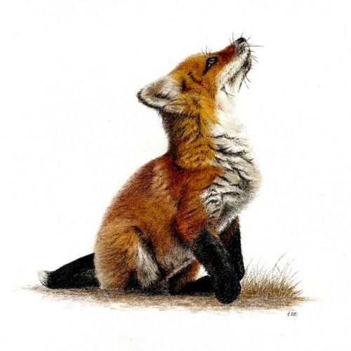 Le Renardeau, crayons