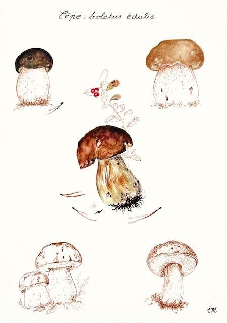 Le Cèpe, Planche botanique