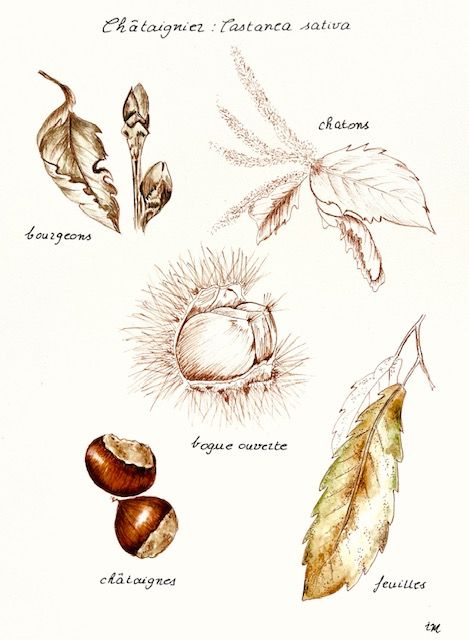 Le Châtaignier, Planche botanique