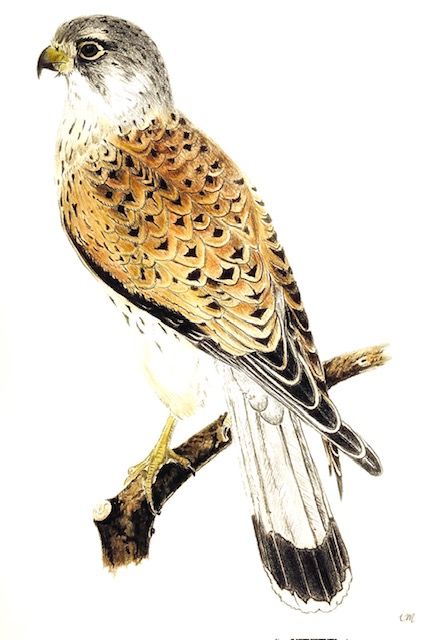 Le Faucon Crècerelle, crayons