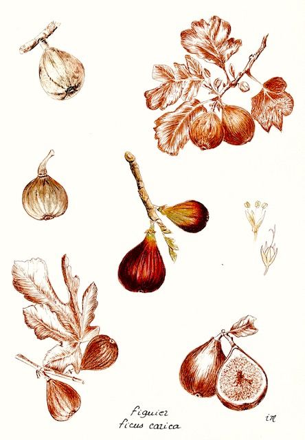 Le Figuier, Planche botanique