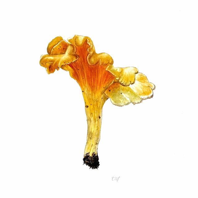 Girolle, aquarelle