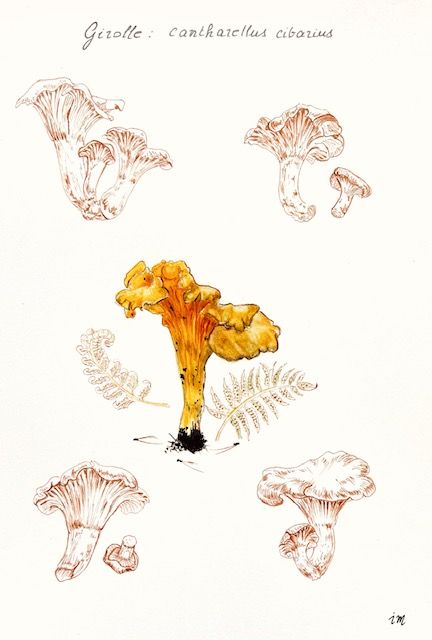 La Girolle, Planche botanique