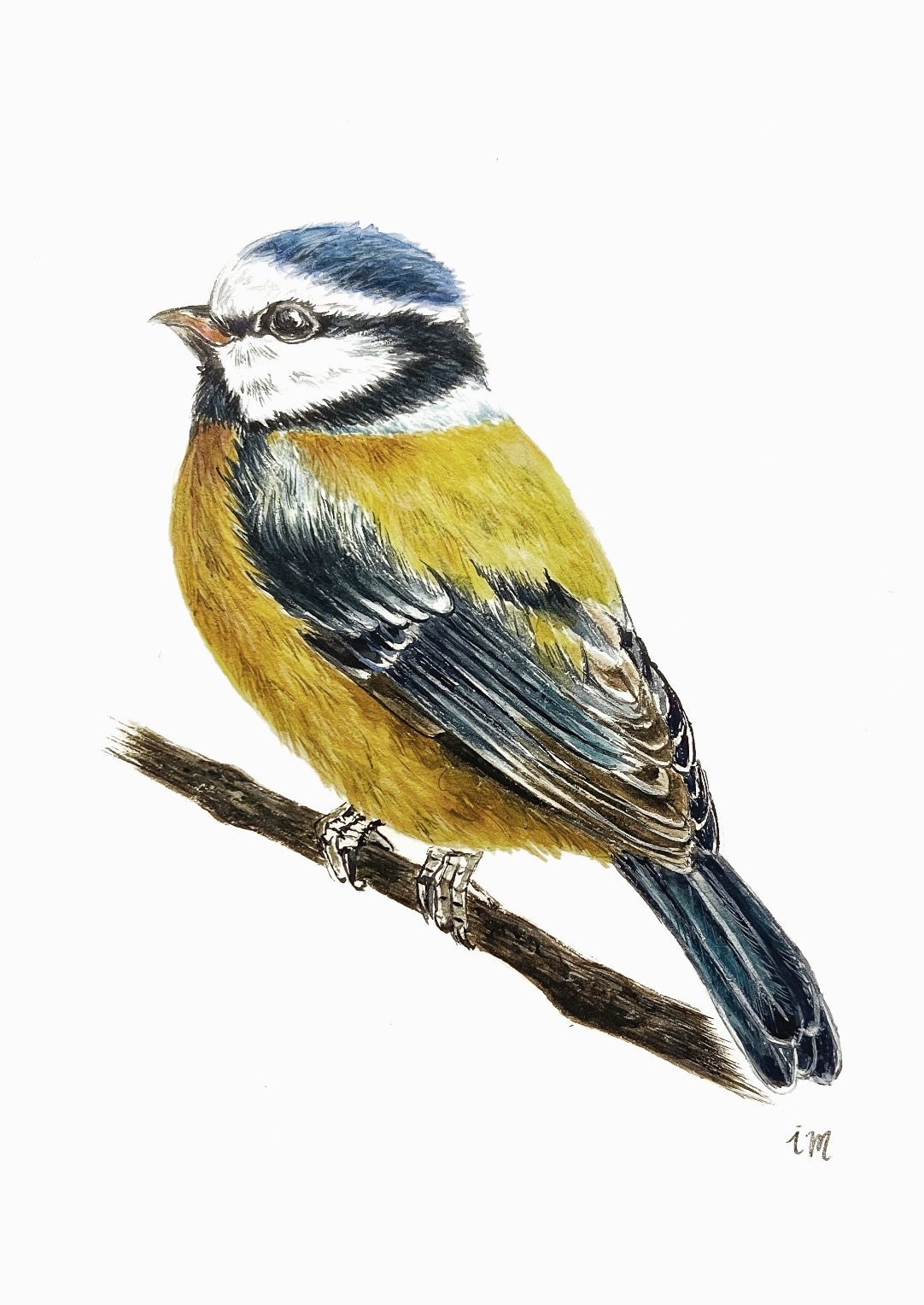 La Mésange Bleue, aquarelle