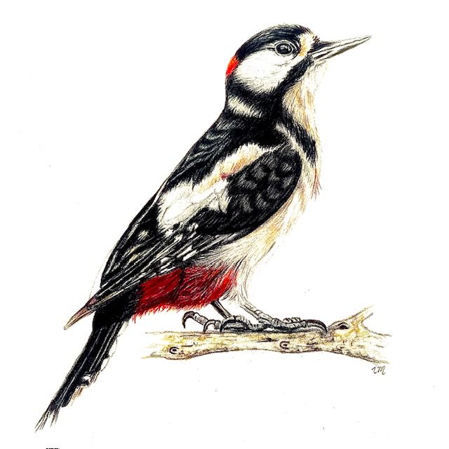 Pic Epeiche, crayons