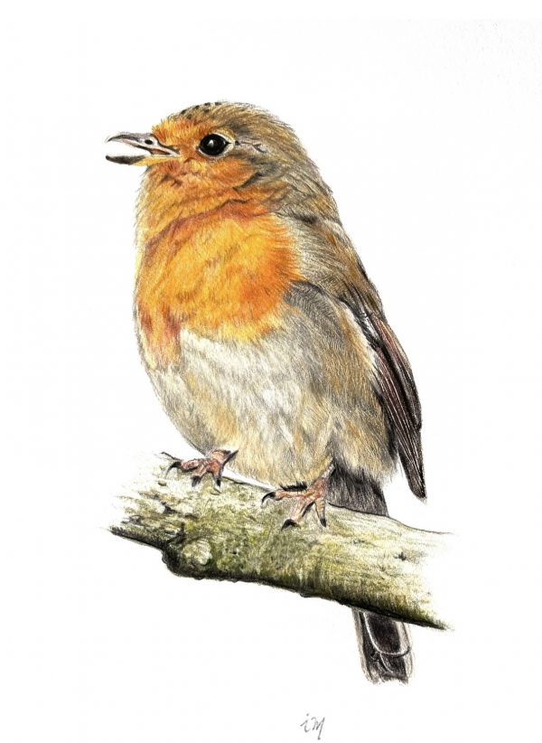 Rouge Gorge, crayons