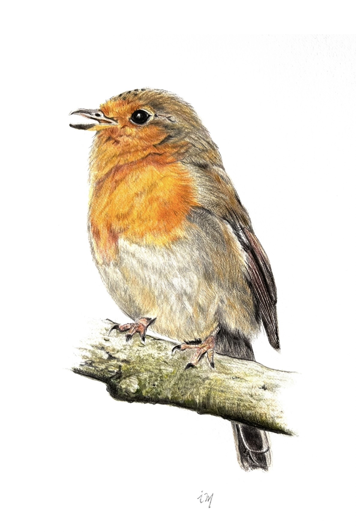 Rouge Gorge, crayons