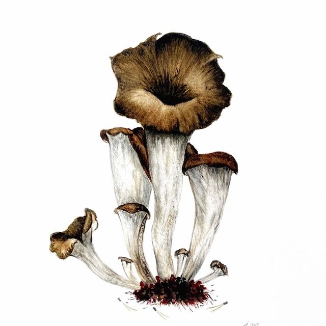 Trompettes, aquarelle